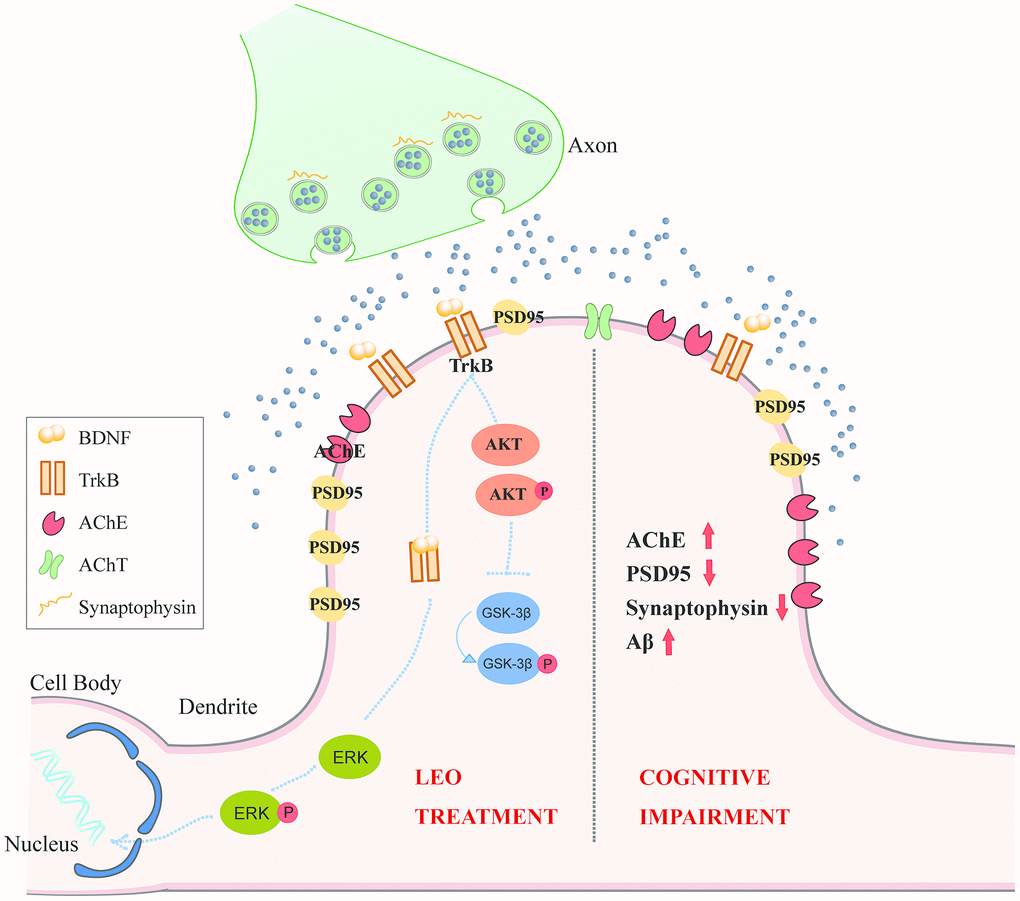 The hypothesis model of the signaling pathways by which LEO regulates neuroplasticity in cognitive deficits. In the pathological state of AD, AChE marker protein is up-regulated in the CA1 pyramidal neuron of APP/PS1 mice. PSD95, Synaptophysin, Synaptophysin /PSD95 contacts is also decreased in APP/PS1 mice. After LEO treatment, both presynaptic marker, synaptophysin and postsynaptic marker, PSD95 in hippocampus were up-regulated. LEO was demonstrated to be important for activation of BDNF, AKT and GSK in the hippocampus of AD mice. LEO may increase hippocampal neuroplasticity via acting upon three signaling pathways: (1) LEO may up-regulate BDNF protein level in the hippocampus, BDNF binding to its high-affinity TrkB, associated with neuroplasticity, including persistence of cell survival, stimulation of synaptic plasticity; (2) LEO may activate AKT, which is the downstream of TrkB receptor stimulation and related to enhancement of synaptic plasticity. (3) LEO could improve cognitive impairment by decreasing the AChE contents. GSK-3β can regulate the AChE levels in pathological conditions. AD, Alzheimer’s disease; ACh, acetylcholine; AChE, choline acetyltransferase; TrkB, receptor tyrosine kinase; AKT, protein kinase B; ERK, extracellular signal-regulated kinase; LEO, lemon essential oil.