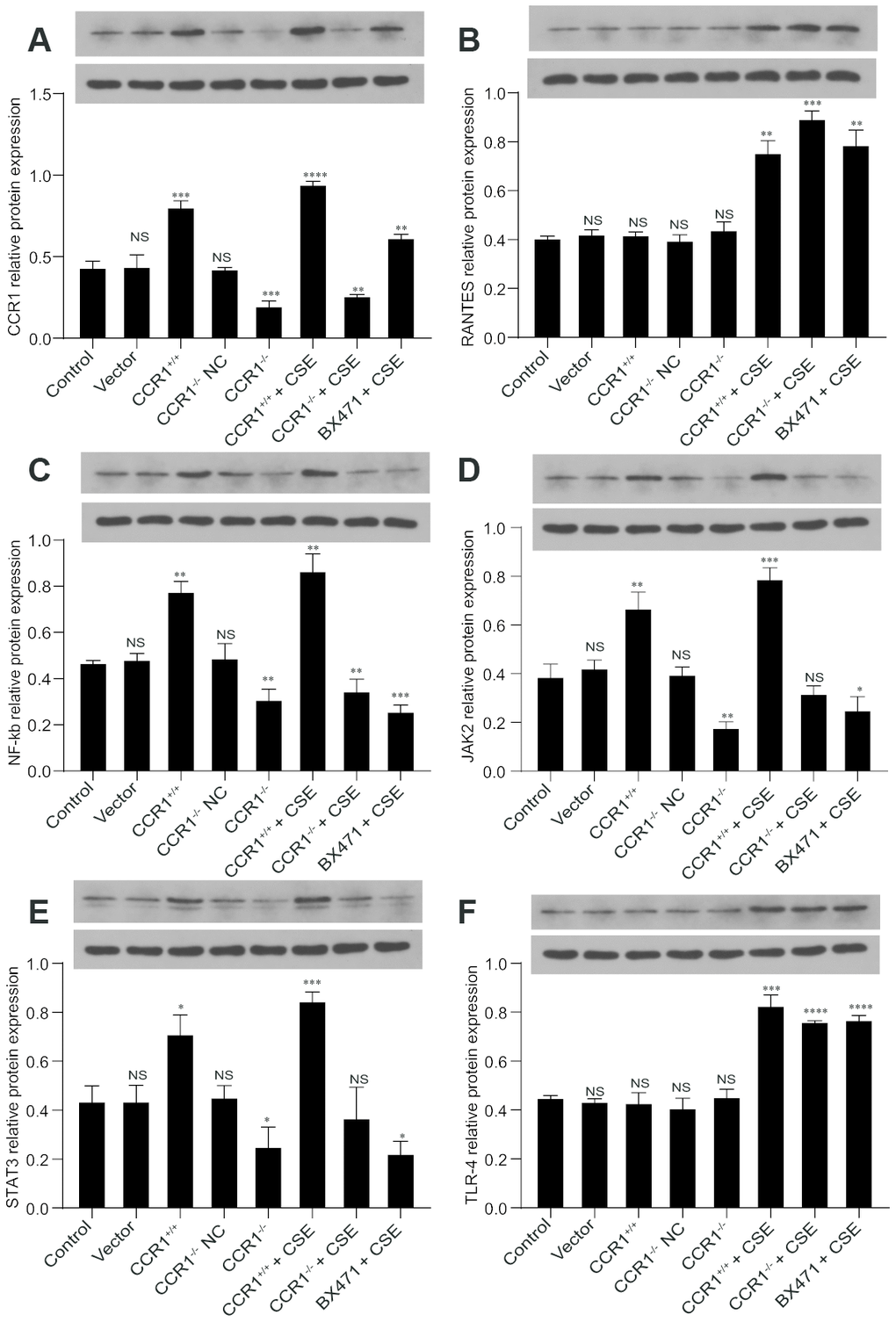 Protein expression of CCR1 and downstream pathways in CSE-induced MH-S cells. (A, C–E) The western blot results show that once the CCR1 protein expression is inhibited, the CCR1/JAK/STAT3/NF-κB protein expression decreases significantly in CSE-induced MH-S cells, (B, F) but not the RANTES and TLR-4.
