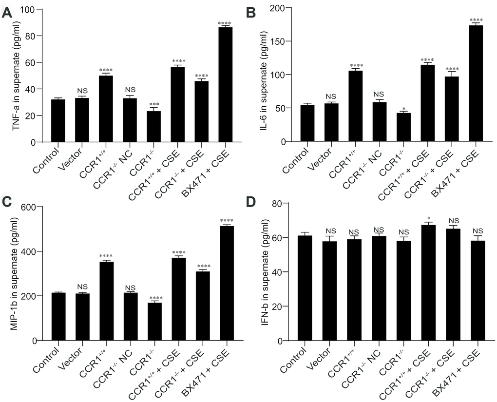 Cytokine secretion in cellular supernatant. (A–C) The CCR1 positive expression may promote the secretion of TNF-α, IL-6, and MIP-1β in cellular supernatant, but these cytokine secretions were also increased in CSE-induced MH-S cells although CCR1 mRNA expression was inhibited. (D) However, the concentration of INF-β in cellular supernatant is not correlated with CCR1 positive expression or CSE stimulation.