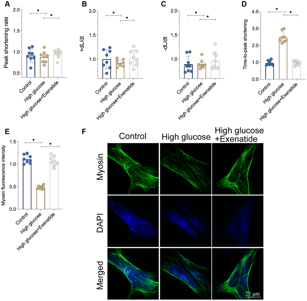 Exenatide treatment improves cardiomyocytes function under hyperglycemia stress. (A–D) Signal of cardiomyocyte contractile parameters measured in response to Exenatide treatment. (E, F) Myosin expression determined through immunofluorescence. *P