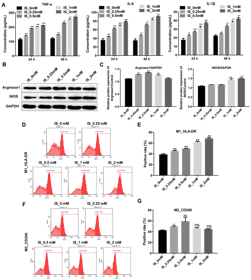 IS stimulates the production of pro-inflammatory cytokines and promotes M1 macrophage polarization. (A) THP-1 cells were exposed to PMA (160 nM) for 48 h and then incubated in PMA-free medium for 24 h followed by the indicated concentrations of IS (0, 0.25, 0.5, 1, or 2 mM) for 24 and 48 h. The levels of TNFα, IL-6, and IL-1β were then analyzed by ELISA. (B) THP-1 cells were exposed to PMA (160 nM) for 48 h and then incubated in PMA-free medium for 24 h followed by the indicated concentrations of IS (0, 0.25, 0.5, 1, or 2 mM) for 24 h. Arginase1 and iNOS expression was analyzed by western blotting. (C) Arginase1 and iNOS expression was normalized to GAPDH. (D, E) Representative FACS plots for HLA-DR, a marker of M1 macrophages. Percentages of HLA-DR+ cells detected by FACS. (F, G) Representative FACS plots for CD206, a marker of M2 macrophages. Percentages of CD206+ cells detected by FACS. **P 