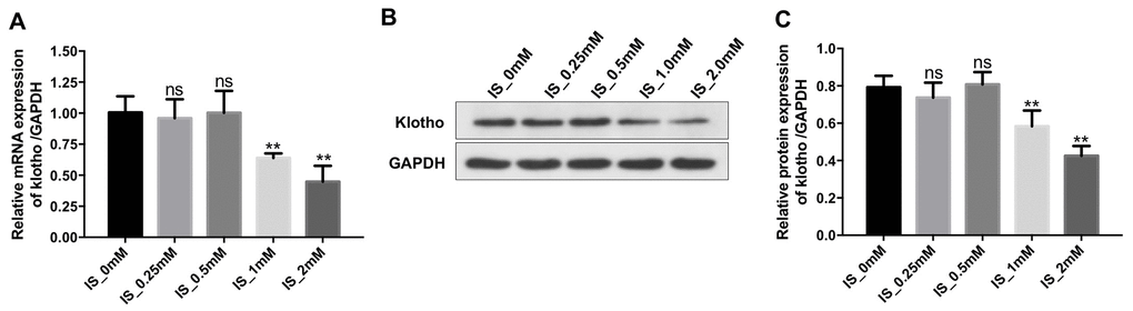 IS decreases the expression of Klotho in macrophages. THP-1 cells were exposed to PMA (160 nM) for 48 h and then incubated in PMA-free medium for 24 h followed by the indicated concentrations of IS (0, 0.25, 0.5, 1, or 2 mM) for 24 h. (A) RT-qPCR analysis of Klotho expression in cells. (B) Western blot analysis of Klotho protein expression. (C) Klotho expression was normalized to GAPDH. **P 