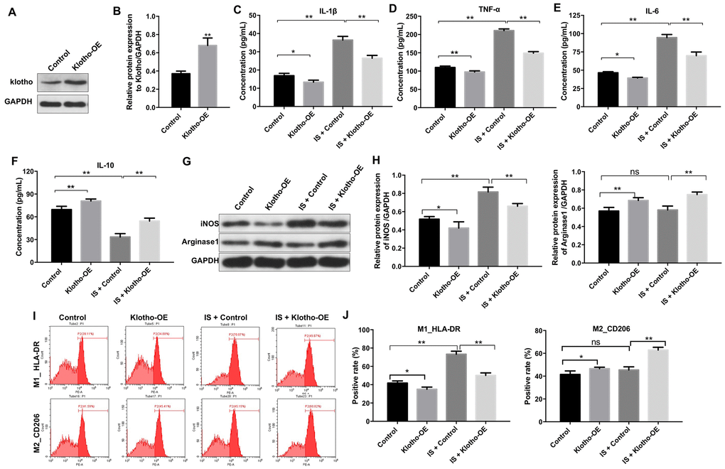 Overexpression of Klotho suppresses the IS-induced inflammatory response in macrophages by stimulating M2 polarization. (A) THP-1 cells were exposed to PMA (160 nM) for 48 h, incubated in PMA-free medium for 24 h, and then transfected with the Klotho expression plasmid for 24 h. Klotho expression in cells was evaluated by western blotting. (B) Klotho expression was normalized to GAPDH. (C–F) THP-1 cells were exposed to PMA (160 nM) for 48 h, incubated in PMA-free medium for 24 h. Subsequently, cells were transfected with Klotho expression plasmid or treated with 2 mM IS for 24 h respectively. Meanwhile, cells were transfected with Klotho expression plasmid for 24 h in the presence of 2 mM IS. The levels of IL-10, IL-6, TNFα, and IL-1β in cells were evaluated by ELISA. (G) The expression of iNOS and Arginase1 in cells was analyzed by western blotting. (H) The expression of iNOS and Arginase1 in cells was normalized to GAPDH. (I) Representative FACS plots for HLA-DR, a marker of M1 macrophages, and CD206, a marker of M2 macrophages. (J) The percentages of HLA-DR- and CD206+ cells were detected by FACS. *P 