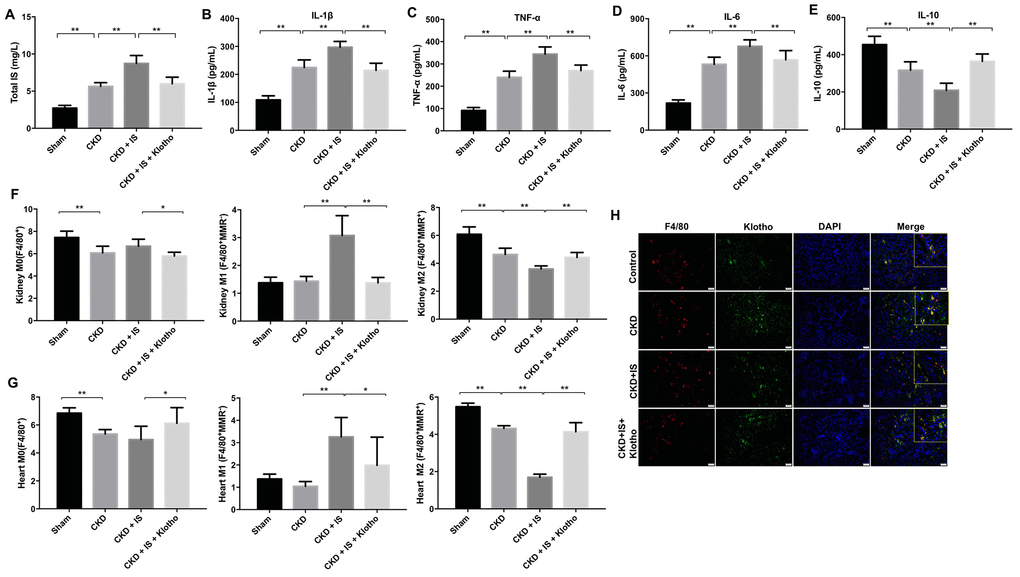 Overexpression of Klotho suppresses the IS-induced inflammatory response in vivo by promoting M2 macrophage polarization. (A) The total IS concentration (mg/L) was measured by UPLC. (B–E) The levels of IL-1β, TNFα, IL-6, and IL-10 in serum from mice were analyzed by ELISA. (F) Representative FACS plots for M0 (F4/80+), M1 (F4/80+MMR-), and M2 (F4/80+MMR+) macrophages. The percentages of F4/80+, F4/80+MMR-, and F4/80+MMR+ cells were evaluated in kidney tissue using FACS. (G) The percentages of F4/80+, F4/80+MMR-, and F4/80+MMR+ cells were evaluated in heart tissue using FACS. (H) Quantification of relative expression based on F4/80, Klotho, and DAPI staining. *P 
