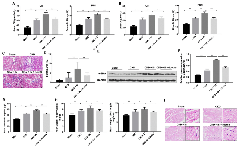 Overexpression of Klotho alleviates IS-induced heart failure and kidney damage in vivo. (A) Serum CR and BUN levels detected by ELISA. (B) Urine CR and BUN levels detected by ELISA. (C, D) Analysis of renal fibrosis by Masson staining. (E) Expression of α-SMA in kidney tissue evaluated by western blotting. (F) Expression of α-SMA relative to GAPDH in kidney tissue. (G) Serum BNP level detected by ELISA. (H) Heart weight was calculated in each treatment group. (I) Heart tissue was stained with hematoxylin and eosin. *P 