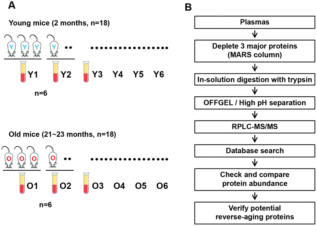 Overall workflow of the proteomic profiling of young versus old mouse plasma. (A) Plasma samples were collected from 18 young (2-month-old) and 18 aged (21- to 23-month-old) C57BL/6J mice, and plasma samples from trios of mice were combined to generate six pooled sets per group. (B) Flowchart of the proteomic analysis of mouse plasma and the validation of reverse-aging candidate proteins.