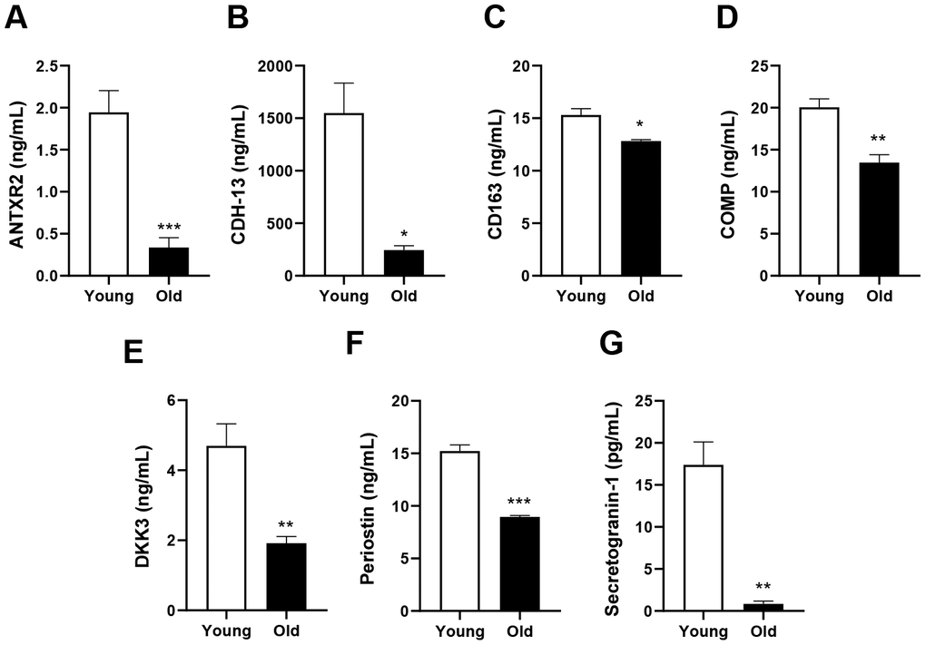 Validation of the selected candidates in plasma from young and old mice. Plasma concentrations of (A) ANTXR2, (B) CDH-13, (C) CD163, (D) COMP, (E) DKK3, (F) periostin and (G) secretogranin-1. Error bars represent ± SEM. *** P P P 