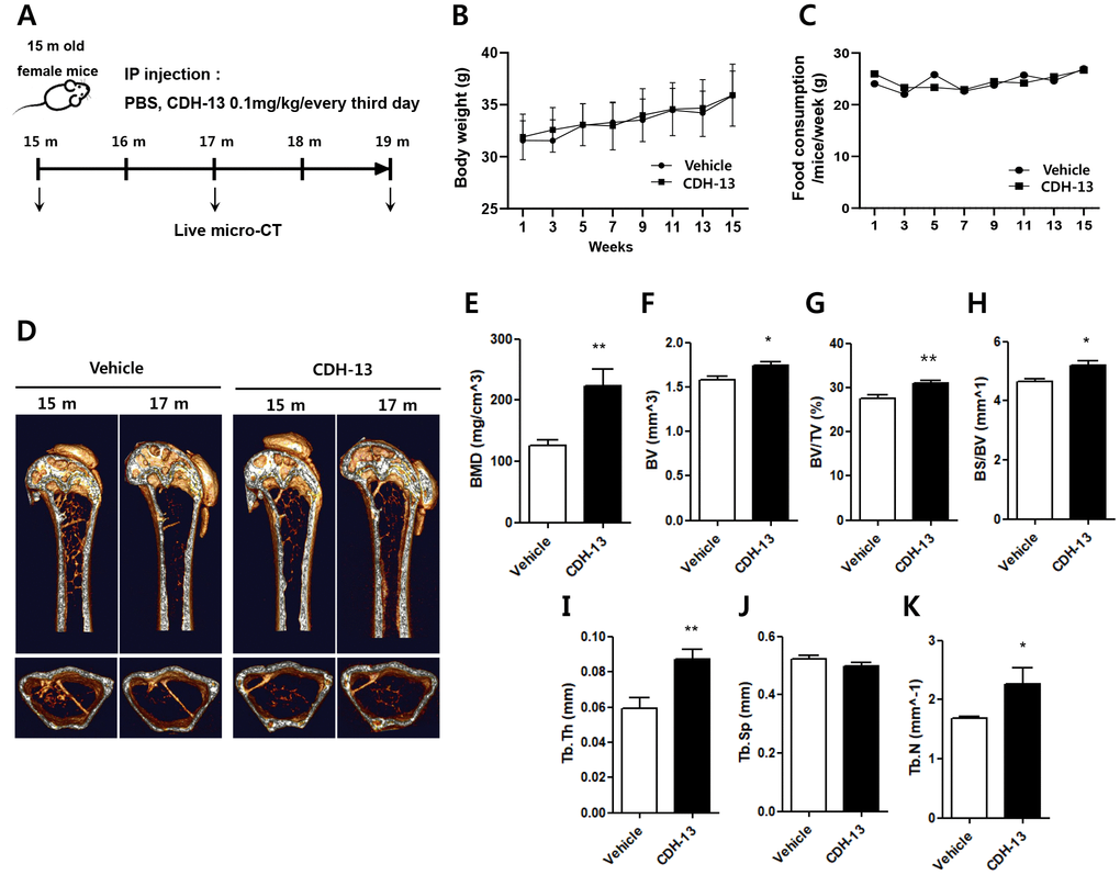 Effects of CDH-13 on age-related bone loss in the distal femurs of old mice. (A) Schematic representation of the experimental timeline for administering the vehicle (n = 5) or CDH-13 (n = 5) to 15-month-old mice. Changes in body weight (B) and dietary consumption (C) in the vehicle- and CDH-13-injected mice. (D) Representative micro-CT images of sagittal (upper) and transverse (lower) views of the distal femurs of vehicle- and CDH-13-injected mice. Histomorphometric analyses of (E) BMD, (F) bone volume, (G) trabecular bone volume over tissue volume, (H) bone surface area over bone volume, (I) trabecular thickness, (J) trabecular separation and (K) trabecular number in femurs from vehicle- and CDH-13-injected mice. Error bars represent ± SEM. ** P P 