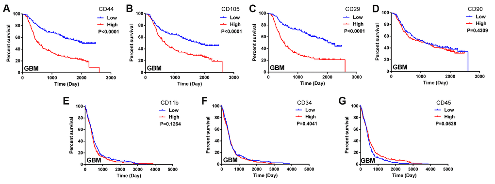 Biomarkers of MSCs in the glioma microenvironment. (A–D) Kaplan-Meier survival curves based on the expression of the MSC biomarkers CD44, CD105, CD29 and CD90 in glioblastoma tissues from the CGGA dataset; (E–G) Kaplan-Meier survival curves based on the expression of the MSC biomarkers CD11b, CD34 and CD45 in glioblastoma tissues from TCGA.