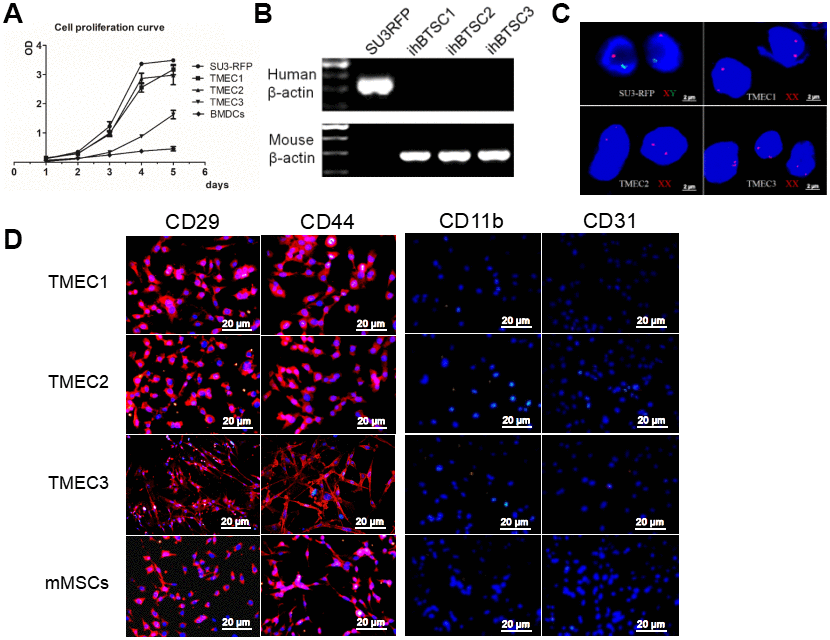 Transformation of host stromal cells. (A) Cell proliferation curve; (B) RT-PCR analysis of human and mouse β-actin expression in SU3 cells and three TMEC lines; (C) FISH assay of chromosomes in SU3 cells and transformed cells; (D) Immunofluorescence of the three tMSC lines. Scale bars: (C) 2 μm; (D) 20 μm.