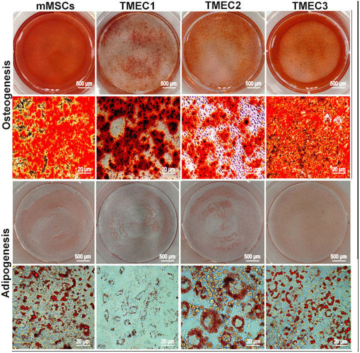 Osteogenic and adipogenic differentiation assays in tMSCs. Scale bars: 20 μm.