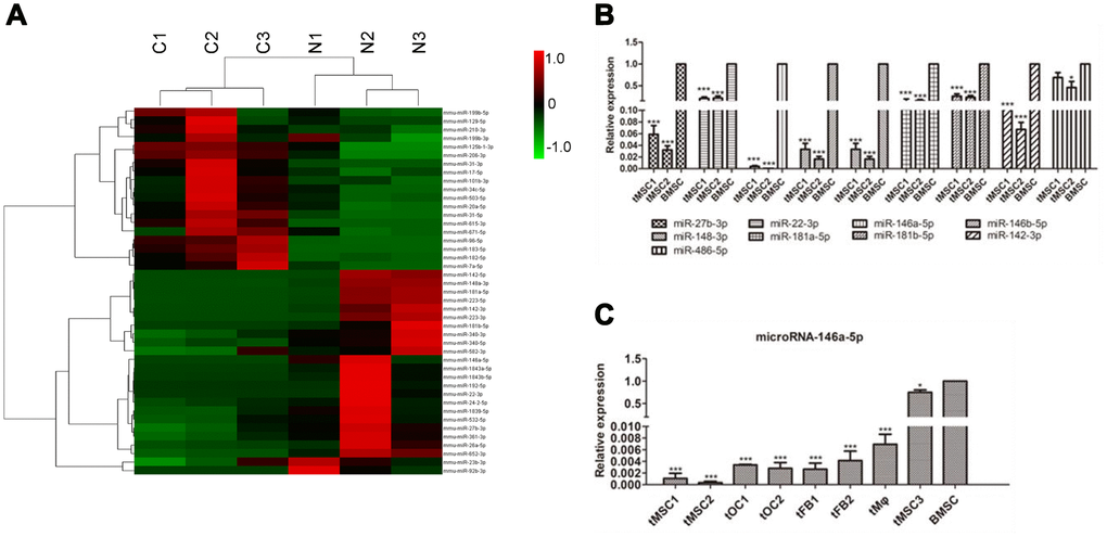 MiRNA profiles of tMSCs. (A) Differentially expressed miRNAs; (B) Verification of miRNAs identified in sequencing experiments; (C) Expression of miRNA-146a-5p in tMSCs compared with normal BMSCs. * P