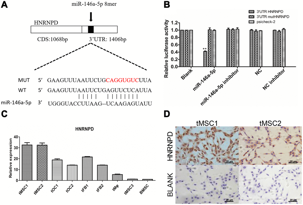 Expression of the target gene HNRNPD in tMSCs. (A) Putative miR-146a-5p target sites in the HNRNPD 3'UTR; (B) Dual-luciferase assay; (C) qRT-PCR; (D) Immunocytochemistry of tMSC1 and tMSC2 cells. ** P