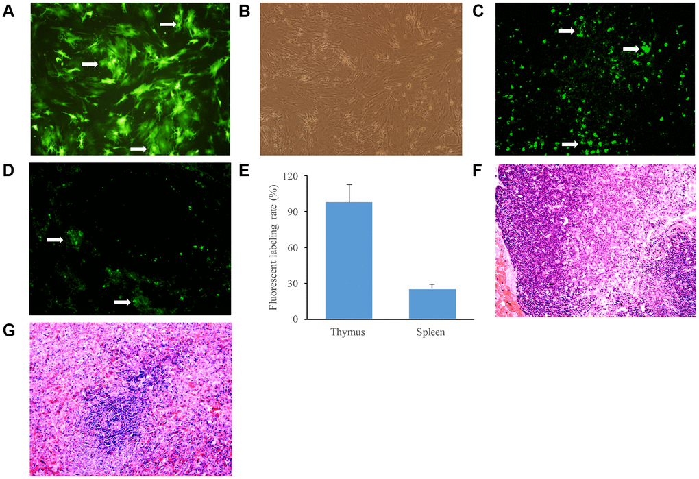 Identification of GFP labeled BMSCs in the thymus and spleen tissues. (A) BMSCs were observed after transfection with GFP for 24 h; (B) BMSCs in the same field were observed by ordinary inverted microscope; (C) GFP labeled BMSCs were observed in the thymus tissues of aging rats after infusion with BMSCs; (D) GFP labeled BMSCs were observed in the spleen tissues of aging rats after infusion with BMSCs; (E) The fluorescent labeling rate was measured after infusion with BMSCs; (F) The thymus tissues of aging rats were stained by HE staining; (G) The spleen tissues of aging rats were stained by HE staining. White arrows indicate green fluorescent cells.