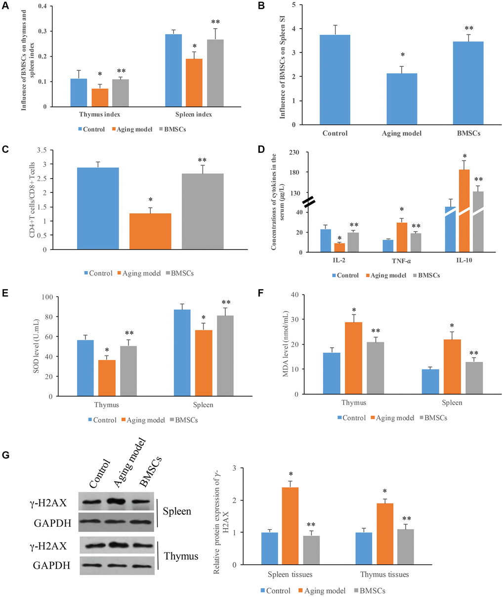 Influence of BMSCs on the transformation function of spleen lymphocytes and oxidative stress. (A) BMSCs significantly increased the thymus and spleen indexes; (B) BMSCs significantly increased the spleen SI; (C) Remarkable higher ration between CD4+ T cells and lower CD8+ T cells was achieved by BMSCs; (D) Influence of BMSCs on cytokines in the serum; (E) Influence of BMSCs on SOD levels in the tissues; (F) Influence of BMSCs on MDA levels in the tissues; (G) Influence of BMSCs on protein expression of γ-H2AX in the tissues. * P