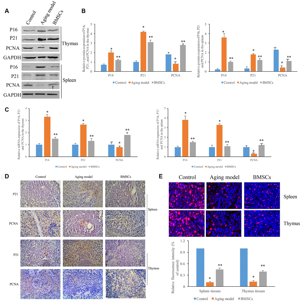 BMSCs improved the aging thymus and spleen through targeting P21/PCNA signaling pathway. (A) Protein expression of P16, P21, and PCNA were measured by western blotting; (B) Quantification analysis of protein expression of P16, P21, and PCNA; (C) Quantification analysis of mRNA expression of P16, P21, and PCNA; (D) Influence of BMSCs on P21 and PCNA in the tissues measured by immunohistochemical staining; (E) The proliferative status of the tissues (thymus and spleen) were analyzed by BrdU staining. * P