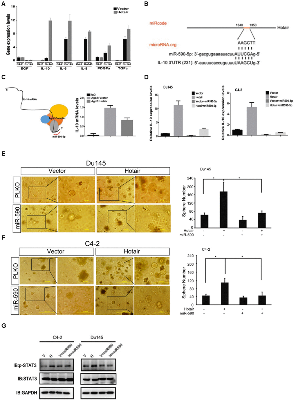 Mechanism dissection of how HOTAIR activates STAT3 signaling. (A) qPCR assay showed that IL-10 mRNA was consistently increased by HOTAIR in both C4-2 and Du145 cells. Gene expression was normalized to GAPDH mRNA. (B) Online software prediction displayed that HOTAIR and IL-10 were the potential targets of miR-590-5p. (C) top, interacting model of miR-590-5p, IL-10 mRNA and Ago2 complex. Bottom, Ago2 immunoprecipitation showed that less IL-10 mRNA was associated with Ago2 complex when HOTAIR was overexpressed. (D) miR-590-5p could impair HOTAIR induced IL-10 mRNA levels in C4-2 and Du145 cells. Gene expression was normalized to GAPDH mRNA. (E, F) miR-590-5p could rescue HOTAIR induced PCSLCs population in both C4-2 (E) and Du145 cells (F). Left, representative images of tumorspheres. Right, statistical analysis. (G) miR-590-5p could block HOTAIR induced STAT3 activity. GAPDH was loading control. *pp