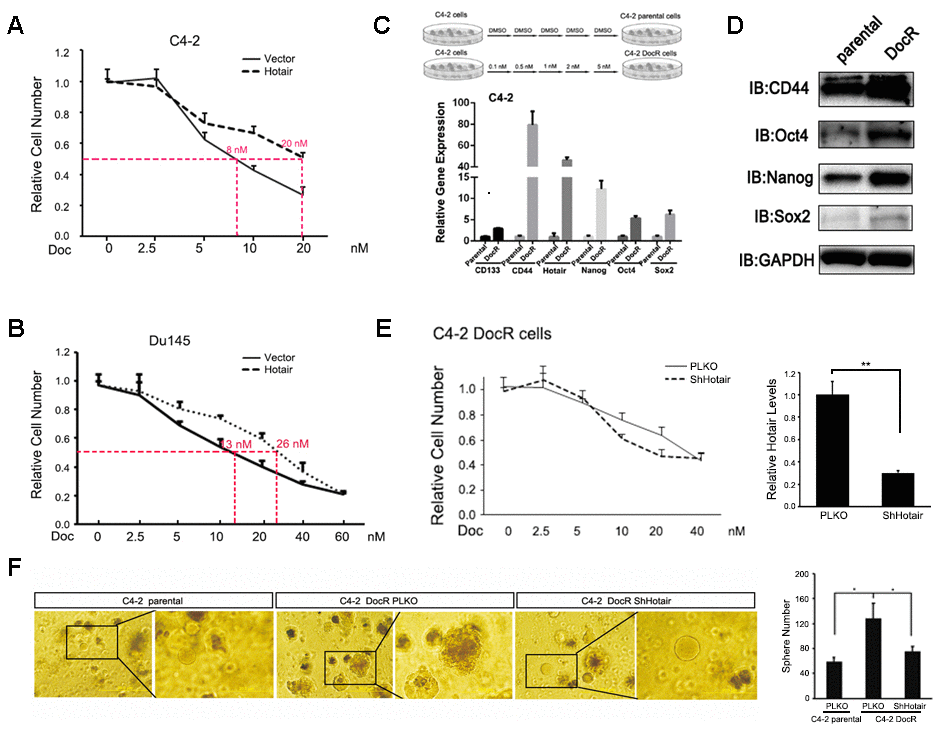 HOTAIR contributes to Docetaxel resistance of PCa cells. (A, B) overexpression of HOTAIR caused Doc resistance in C4-2 (A) and Du145 cells (B). (C) Top, carton showed how C4-2 DocR cells were established. Bottom, C4-2 DocR cells expressed higher levels of HOTAIR and cancer stem cells markers. Gene expression was normalized to GAPDH mRNA. (D) Cancer stem cells markers (Sox2, Nanog and Oct4) were overexpressed in C4-2 DocR cells compared to parental cells. GAPDH was internal control. (E) left, knockdown of HOTAIR restore Doc sensitivity of C4-2 DocR cells; right, knockdown efficiency of HOTAIR in C4-2 DocR cells. (F) knockdown of HOTAIR impaired the tumor sphere forming ability of C4-2 DocR cells. Left, representative images of tumorspheres. Right, statistical analysis. pp