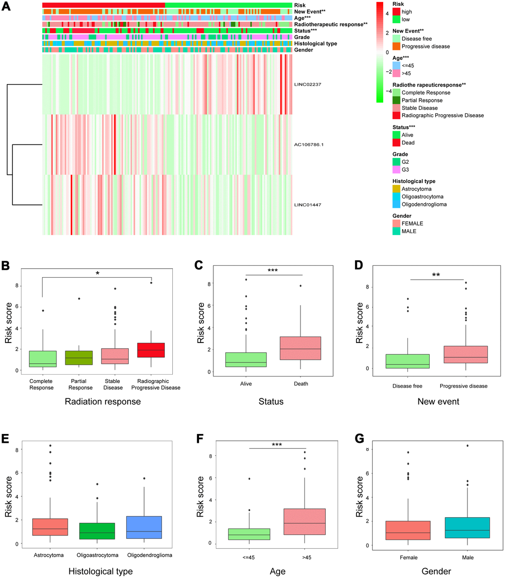 Relationship between risk score and clinicopathological features. (A) Heatmap showing the expression of the three lncRNAs in low- and high-risk groups; distributions of clinicopathological features were compared between the low- and high-risk groups. (B–G) Risk score distributions when patients were stratified by (B) radiation response, (C) status, (D) new event, (E) histological type, (F) age, and (G) gender.