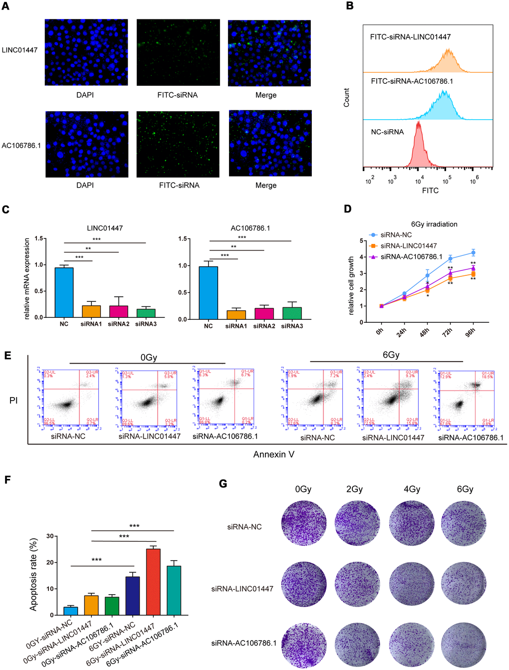 Downregulation of LINC01447 or AC106786.1 enhanced radiosensitivity in low-grade glioma cells. (A) Representative fluorescence microscope images of HS683 cells treated with FITC-siRNA-LINC01447 or FITC-siRNA-AC106786.1: blue = DAPI; green = FITC-siRNA. (B) Representative flow cytometry histograms showing cellular uptake of FITC-siRNA-LINC01447 (orange), FITC-siRNA-AC106786.1 (blue), and NC-siRNA (red). (C) Silencing efficiency was evaluated using real-time PCR. (D) CCK8 assays were used to investigate the roles of LINC01447 and AC106786.1 in HS683 cell proliferation after irradiation. (E, F) Apoptotic cells were detected by Annexin V-FITC and PI staining. Apoptosis ratio was calculated by adding early and late apoptosis percentages. (G) Colony formation efficiency was used to evaluate the radiosensitivity of treated HS683 cells. *P P P 