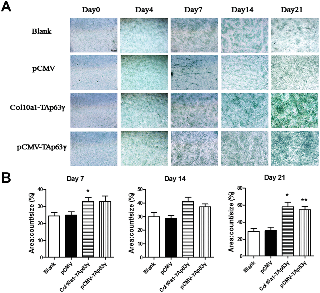 In vitro effect of TAp63γ on chondrocyte proliferation. (A) ATD5C cells were cultured for 0, 4, 7, 14, or 21 days and stained with Alcian blue. After 7 days in culture, the staining intensity of TAp63γ stable cell lines was much stronger than the blank and vector controls. Scale bar, 25 μm. (B) Sum object area of the staining by densitometry analysis (n=3, * p