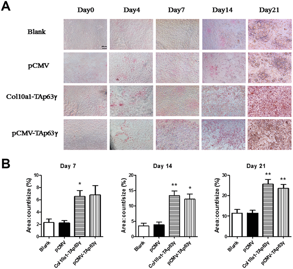 TAp63γ promotes hypertrophic differentiation of ATDC5 cells. (A) ATD5C cells were cultured for 0, 4, 7, 14, or 21 days and stained for ALP (alkaline phosphatase). After 7 days in culture, the staining intensity of TAp63γ stable cell lines was much stronger than the blank and vector controls. Scale bar, 50 μm. (B) Sum object area of the staining by densitometry analysis (n=3, * p