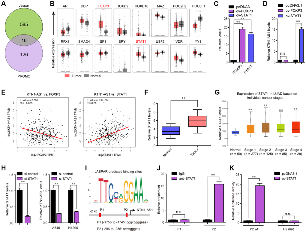 STAT1 stimulate KTN1-AS1 dysregulation in NSCLC. (A) Potential TFs were predicted by Jaspar and PROMO. The results of Jaspar and PROMO were intersected. (B) Expression of 16 TFs were analyzed by GEPIA using TCGA data. (C and D) qPCR detection for the determination of the association between overexpression of STAT1 and KTN1-AS1 expression. (E) The expressing correlation between KTN1-AS1 expression and FOXP3 and STAT1 expression was analyzed by GEPIA. (F) qPCR detected STAT1 expression in 127 NSCLC samples. (G) STAT1 expression across stages were analyzed by “UALCAN”. (H) KTN1-AS1 expression in A549 and H1299 cells after knockdown of STAT1 was determined by qRT-PCR. (I) Jaspar predicting potential binding sites between STAT1 and KTN1-AS1 promoter. (J) ChIP assay was performed to determine the affinity of STAT1 to KTN1-AS1 promoter. (K) Luciferase activity assays were applied to further confirm the binding of STAT1 to KTN1-AS1 promoter. * P 