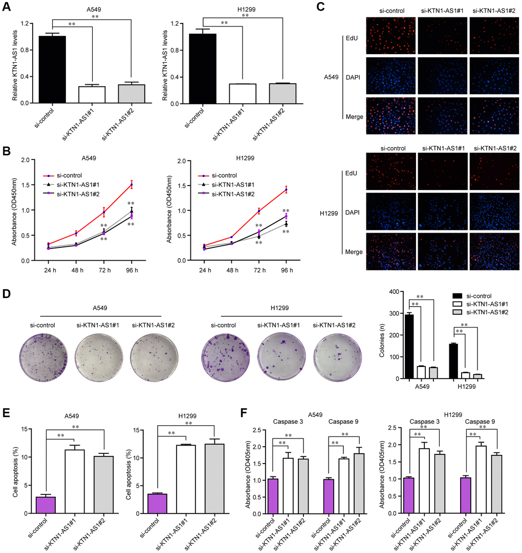 KTN1-AS1 affected cell proliferation and apoptosis. (A) qRT-PCR analysis of the expression of KTN1-AS1 in A549 and H1299 cell lines after si-KTN1-AS1. (B) The proliferation vitality detected using the CCK-8 assay. (C) EdU assays fro the determination of the cell proliferation ability of si-KTN1-AS1 transfected cells. (D) Colony formation assays for the functional exploration of knockdown of KTN1-AS1 on cellular growth. (E) The cells apoptosis was analyzed by flow cytometry. (F) The activities of caspase 3/9 were determined. * P 