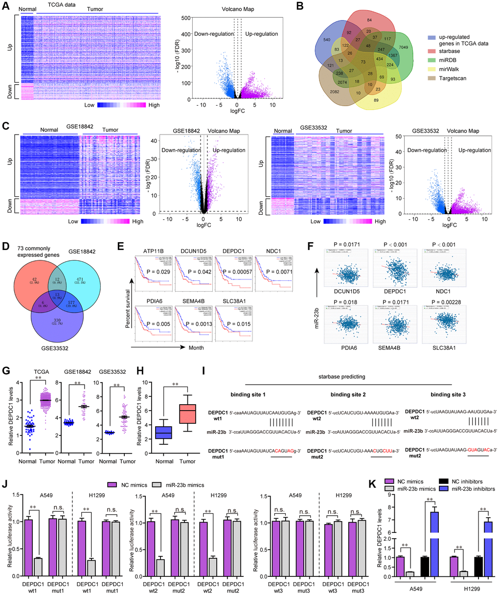 MiR-23b directly targeted DEPDC1 in NSCLC cells. (A) Heatmap and volcano map of DEGs using TCGA data analysis. (B) Veen diagram. (C) Heatmap and volcano map of DEGs using GSE18842 and GSE33532 data analysis. (D) Intersection of 73 commonly expressed genes and up-regulated genes in GSE18842 and GSE33532. (E) Overall survivals were analyzed by GEPIA. (F) starBase program analyzed the expressing correlation between miR-23b and 6 genes. (G) Relative levels of DEPDC1 in TCGA data, GSE18842 and GSE33532. (H) qPCR evaluated the DEPDC1 levels in 127 NSCLC tissues. (I) The three binding sites between miR-23b and 3’UTR of DEPDC1 mRNA were predicted by starBase program. (J) Luciferase activity detection. (K) qPCR evaluated the DEPDC1 levels in A549 and H1299 cells after transfection with miR-23b mimics and inhibitors. * P 