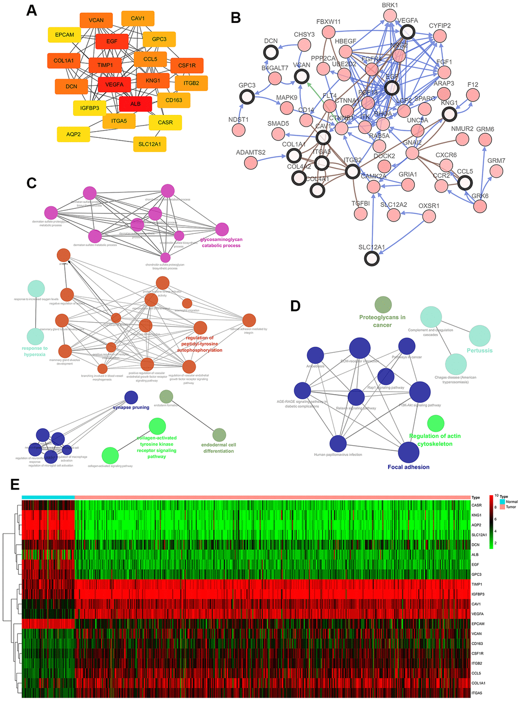 Interaction network and analysis of hub genes. (A) The 20 most important hub genes were screened using the Cytoscape software plugin cytoHubba. (B) Hub genes and their co-expressed genes were analyzed using the cBioPortal. Nodes with a bold black outline represent hub genes. Nodes with thin black outlines represent co-expressed genes. (C) Biological processes functional annotation analysis of hub genes was performed using ClueGO and CluePedia. Different colors of nodes refer to the functional annotation of ontologies. Corrected P value D) KEGG functional annotation analysis of hub genes was performed by ClueGO and CluePedia. Different colors of nodes refer to the functional annotation of ontologies. Corrected P value E) Hierarchical clustering heatmap of the 20 most important hub genes was constructed from a TCGA cohort. Red indicates that the relative expression of genes was upregulated, green indicates downregulation, and black indicates that no significant change in gene expression was observed; gray indicates that signal strength was not high enough to be detected. Abbreviation: TCGA: the cancer genome atlas program; KEGG: Kyoto Encyclopedia of Genes and Genomes.