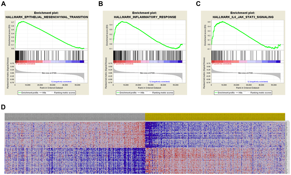 Significantly related genes and hallmarks pathways in ccRCC obtained by GSEA. GSEA was used to perform hallmark analysis for TIMP1 (A–C). The most significant pathways included epithelial-mesenchymal-transition, inflammatory-response, and IL6/JAK/STAT3 signaling. (D) Transcriptional expression profiles of the 100 most significant genes expressed as a heat map.