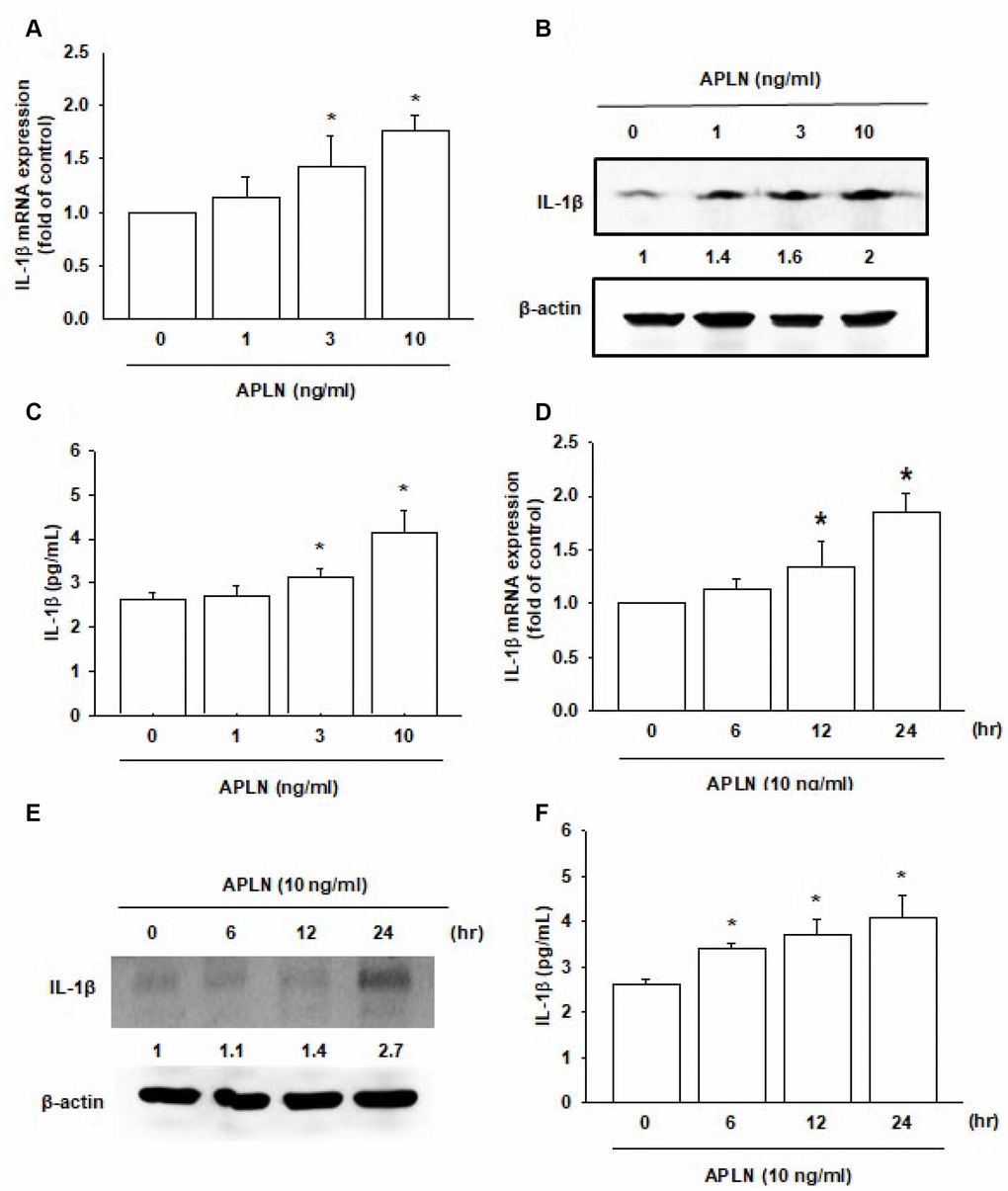 APLN stimulates IL-1β expression in OASFs in concentration- and time-dependent manners. (A) Human OASFs were incubated with 0, 1, 3, and 10 ng/mL of APLN for 24 h, and IL-1β mRNA expression levels were examined by RT-qPCR (n=4). (B) OASFs were incubated under various concentrations of APLN for 24 h, and IL-1β expression levels were examined by Western blot (n=3). (C) OASFs were cultured under various concentrations of APLN for 24 h, and excreted IL-1β were examined by ELISA assay (n=5). (D) OASFs were incubated with 10 ng/mL of APLN for 0, 6, 12, and 24 h. IL-1β mRNA levels were examined by RT-qPCR (n=4). (E) IL-1β protein synthesis levels were examined by Western blot (n=3). (F) Excretion of IL-1β protein levels in human OASFs was examined by ELISA (n=5). * p