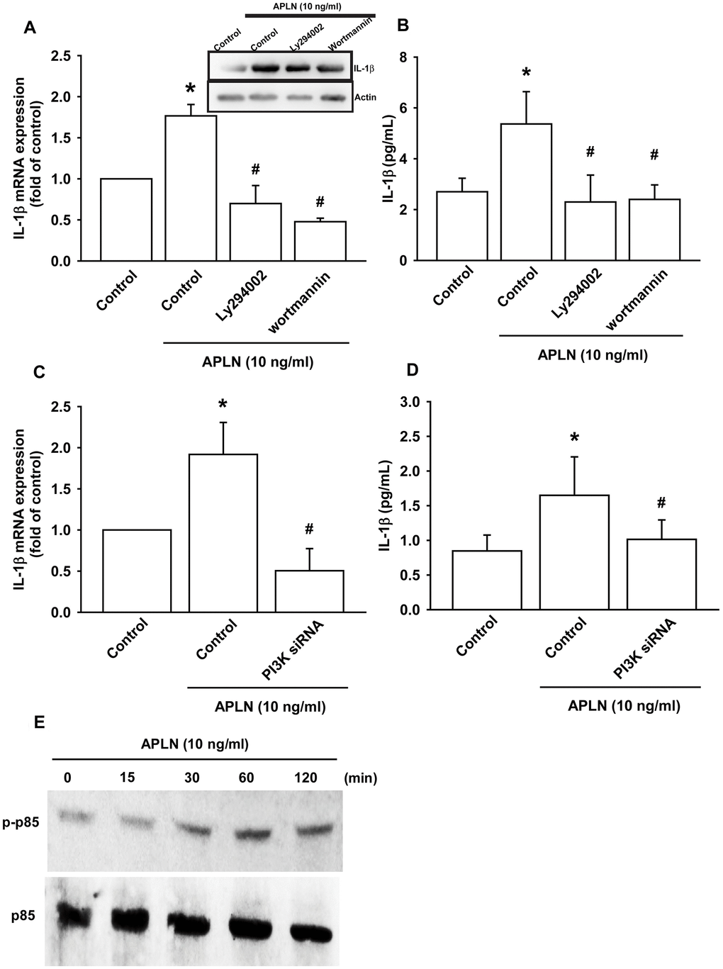 PI3K phosphorylation is involved in APLN-induced IL-1β synthesis. (A) OASFs were pretreated with PI3K inhibitors (LY294002, Wortmannin; 10 μM) for 30 min, then incubated with APLN (10 ng/mL) for 24 h. IL-1β mRNA and protein levels were examined by RT-qPCR (n=4) and Western blot (n=3) assays, respectively. (B) OASFs were pretreated with PI3K inhibitors (LY294002, Wortmannin; 10 μM) for 30 min, then incubated with APLN (10 ng/mL) for 24 h. Excreted IL-1 β protein levels were examined by ELISA (n=5). (C) OASFs were transfected with PI3K siRNA (1 μg) then incubated with APLN (10 ng/mL) for 24 h. IL-1β mRNA levels were examined by ELISA assay (n=5). (D) OASFs were transfected with PI3K siRNA (1 μg), then incubated with APLN (10 ng/mL) for 24 h. Excreted IL-1β protein levels were examined by ELISA assay (n=5). (E) OASFs were incubated with APLN for the indicated time intervals, and the extent of PI3K phosphorylation was examined by Western blot (n=3). * pp