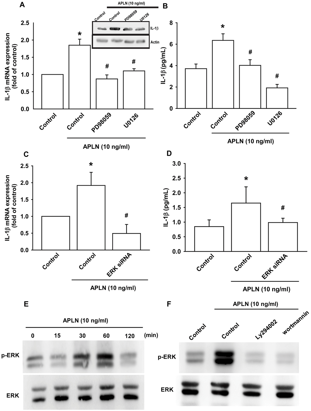 ERK phosphorylation is involved in APLN-induced IL-1β synthesis. (A) OASFs were pretreated with ERK inhibitors (PD98059, U0126; 10 μM) for 30 min, then incubated with APLN (10 ng/mL) for 24 h. IL-1β mRNA and protein levels were examined by RT-qPCR (n=4) and Western blot (n=3) assays, respectively. (B) OASFs were pretreated with ERK inhibitors (PD98059, U0126; 10 μM) for 30 min, then incubated with APLN (10 ng/mL) for 24 h. Excreted IL-1β protein levels were examined by ELISA (n=5). (C) OASFs were transfected with ERK siRNA (1 μg), then incubated with APLN (10 ng/mL) for 24 h. IL-1β mRNA levels were examined by ELISA assay (n=5). (D) OASFs were transfected with ERK siRNA (1 μg), then incubated with APLN (10 ng/mL) for 24 h. Excreted IL-1β protein levels were examined by ELISA assay (n=5). (E) OASFs were incubated with APLN (10 ng/mL) for the indicated time intervals, and the extent of ERK phosphorylation was examined by Western blot (n=3). (F) OASFs were pretreated with LY294002 and Wortmannin (10 μM) for 30 min, then incubated with APLN (10 ng/mL) for 24 h. The extent of ERK phosphorylation was examined by Western blot (n=3). * pp