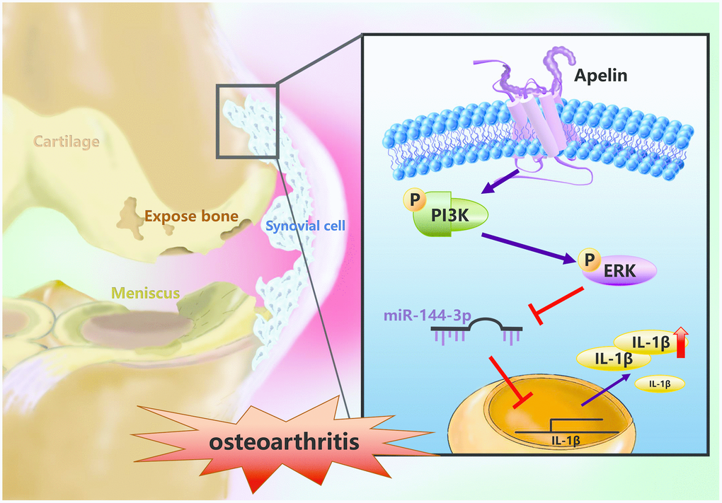 Schematic diagram summarizes the mechanism whereby APLN promotes IL-1β production in OASFs. APLN induces inflammatory IL-1β production in OASFs by downregulating miR-144-3p through the PI3K and ERK signaling pathways.