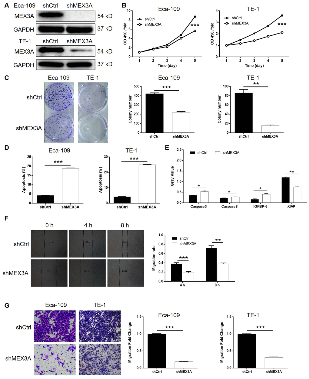 MEX3A knockdown inhibited development of ESCC in vitro. (A) The knockdown of MEX3A in Eca-109 and TE-1 cells was verified by western blotting. (B) MTT assay was performed to examine the effects of MEX3A knockdown on cell proliferation of Eca-109 and TE-1 cells. (C) The effects of MEX3A knockdown on the ability of Eca-109 and TE-1 cells to form colonies were evaluated by colony formation assay. (D) Flow cytometry was used to detect cell apoptosis of Eca-109 and TE-1 cells cells with or without MEX3A knockdown. (E) The differentially expressed apoptosis related proteins identified in Eca-109 cells with or without MEX3A knockdown by Human Apoptosis Antibody Array. (F, G) Cell migration ability of Eca-109 and TE-1 cells with or without MEX3A knockdown was detected by wound healing assay (F) and Transwell assay (G). The figures are representative data from at least three independent experiments. The data were expressed as mean ± SD (n ≥ 3), *PPP