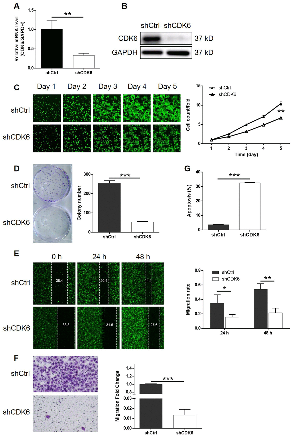 Knockdown of CDK6 inhibited development of ESCC in vitro. (A) The efficiency of CDK6 knockdown in Eca-109 cells was detected by qPCR. (B) The knockdown of CDK6 in Eca-109 cells was confirmed by western blotting. (C) The inhibition of cell proliferation by CDK6 knockdown in Eca-109 cells was evaluated by Celigo cell counting assay. (D) The influence of colony formation ability of Eca-109 cells by CDK6 knockdown was examined by colony formation assay. (E, F) The effects of CDK6 knockdown on cell migration of Eca-109 cells were assessed by wound-healing (E) and Transwell (F) assays. (G) Flow cytometry was performed to detect cell apoptosis of Eca-109 cells with or without CDK6 knockdown. The figures are representative data from at least three independent experiments. The data were expressed as mean ± SD (n ≥ 3), *PPP