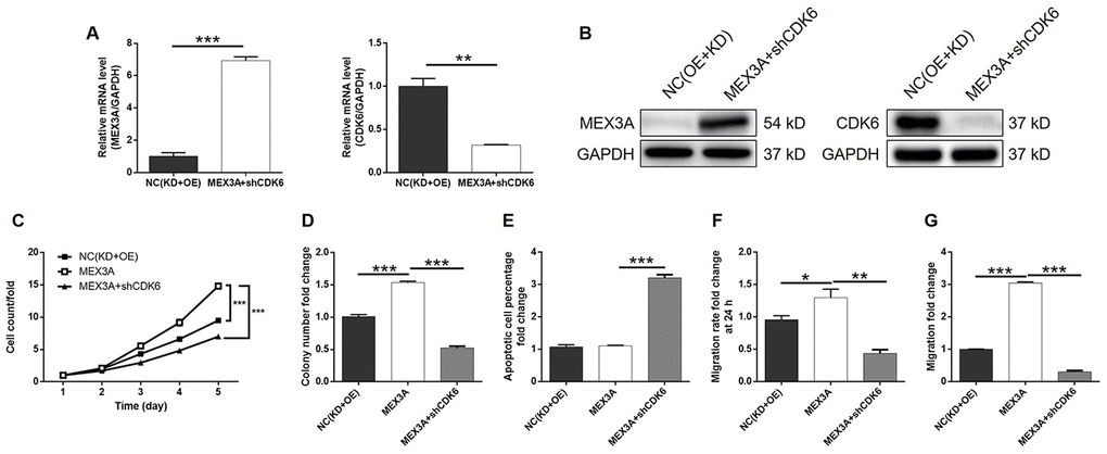 CDK6 knockdown alleviated the effects of MEX3A overexpression on ESCC. (A) The expression of MEX3A and CDK6 in Eca-109 cells with simultaneous MEX3A overexpression and CDK6 knockdown was detected by qPCR and compared with negative control. (B) The change of expression of MEX3A and CDK6 in MEX3A+shCDK6 group of Eca-109 cells was visualized by western blotting. (C–F) The results of Celigo cell counting assay (C), colony formation assay (D), flow cytometry (E), wound-healing assay (F) and Transwell assay (G) showed that the effects of MEX3A overexpression on cell proliferation, colony formation, cell apoptosis and cell migration could be alleviated by CDK6 knockdown.