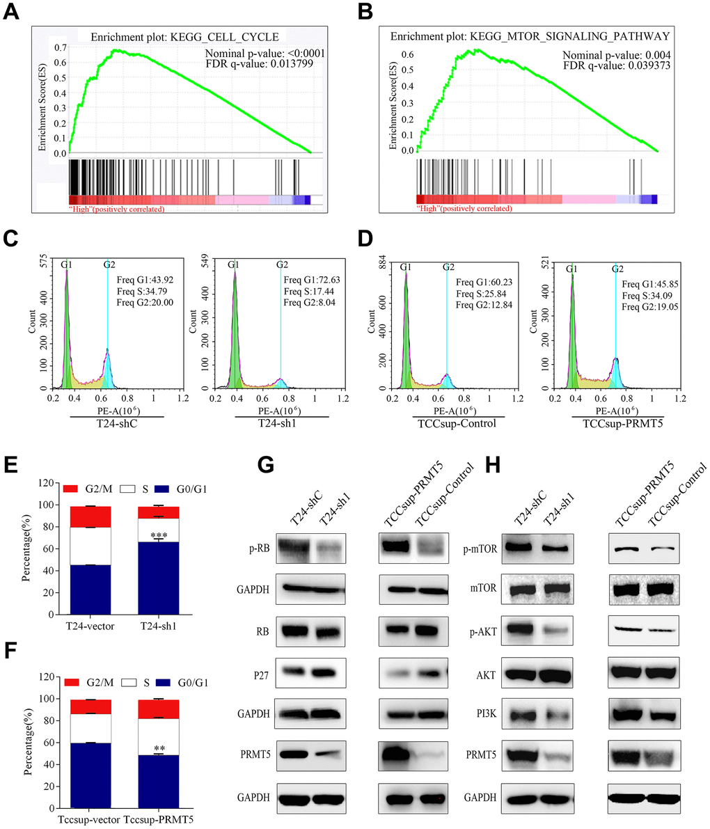 High PRMT5 expression in bladder cancer promoted tumor progression through the cell cycle and the mTOR signaling pathway. (A, B) GSEA indicated that high or low PRMT5 expression in bladder cancer is correlated with the cell cycle and the mTOR signaling pathway. Values were row-scaled to show the relative expression. (C) Flow cytometric analysis of the cell cycle showed that PRMT5 knockdown caused G1 cell cycle arrest. (D) PRMT5 facilitated the G1 to S phase transition of the cell cycle in bladder cancer. Corresponding statistics of knockdown (E) and overexpression (F) are presented by a bar graph (*P P P G, H) Western blots were performed after knockdown or overexpression of PRMT5 to evaluate the relevant protein expression of the cell cycle and the mTOR signaling pathway.