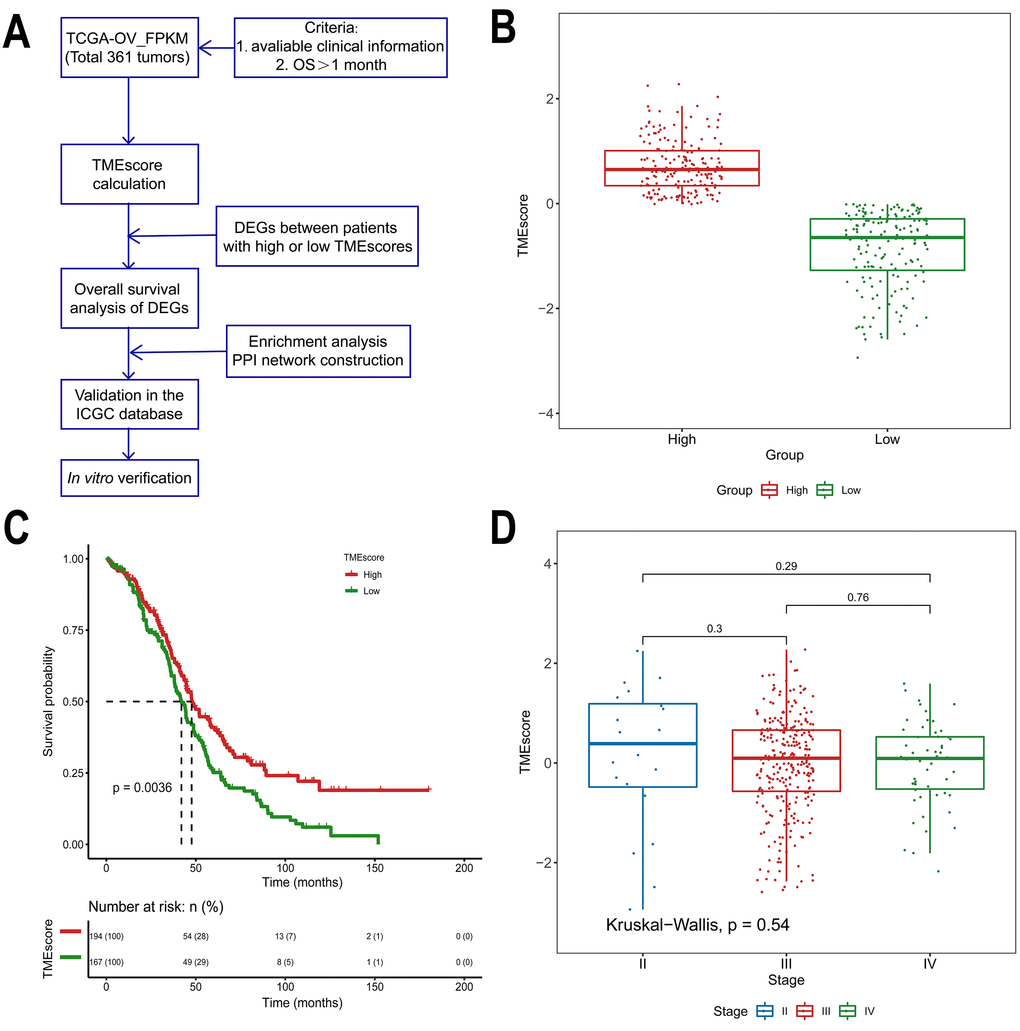Association between the TMEscore and prognosis in TCGA data analyzed by the CIBERSORT algorithm. (A) Workflow of the current study. (B) Based on the median TMEscore values, patients with HGSOC were divided into the high and low TMEscore groups. (C) As shown in the Kaplan-Meier plot, the median survival time in the high TMEscore group was longer than that in the low score group (p=0.0036). (D) Distribution of TMEscores by tumor stage for HGSOC patients. The boxplot shows that there was no association between tumor stage and TMEscore.