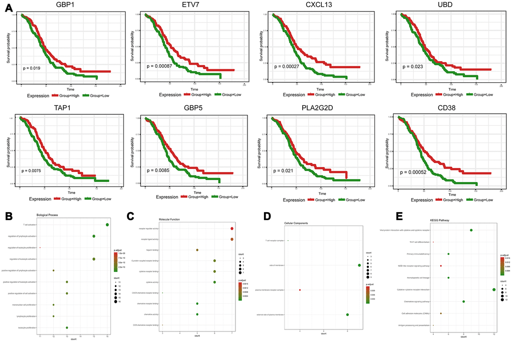 Discovery of prognostic TME-related DEGs with functional annotations in TCGA. (A) Kaplan-Meier survival curves were generated for selected DEGs with prognostic significance by a log-rank test. OS=overall survival time in months. (B–E) GO term and KEGG pathway analyses with the 48 prognostic DEGs.