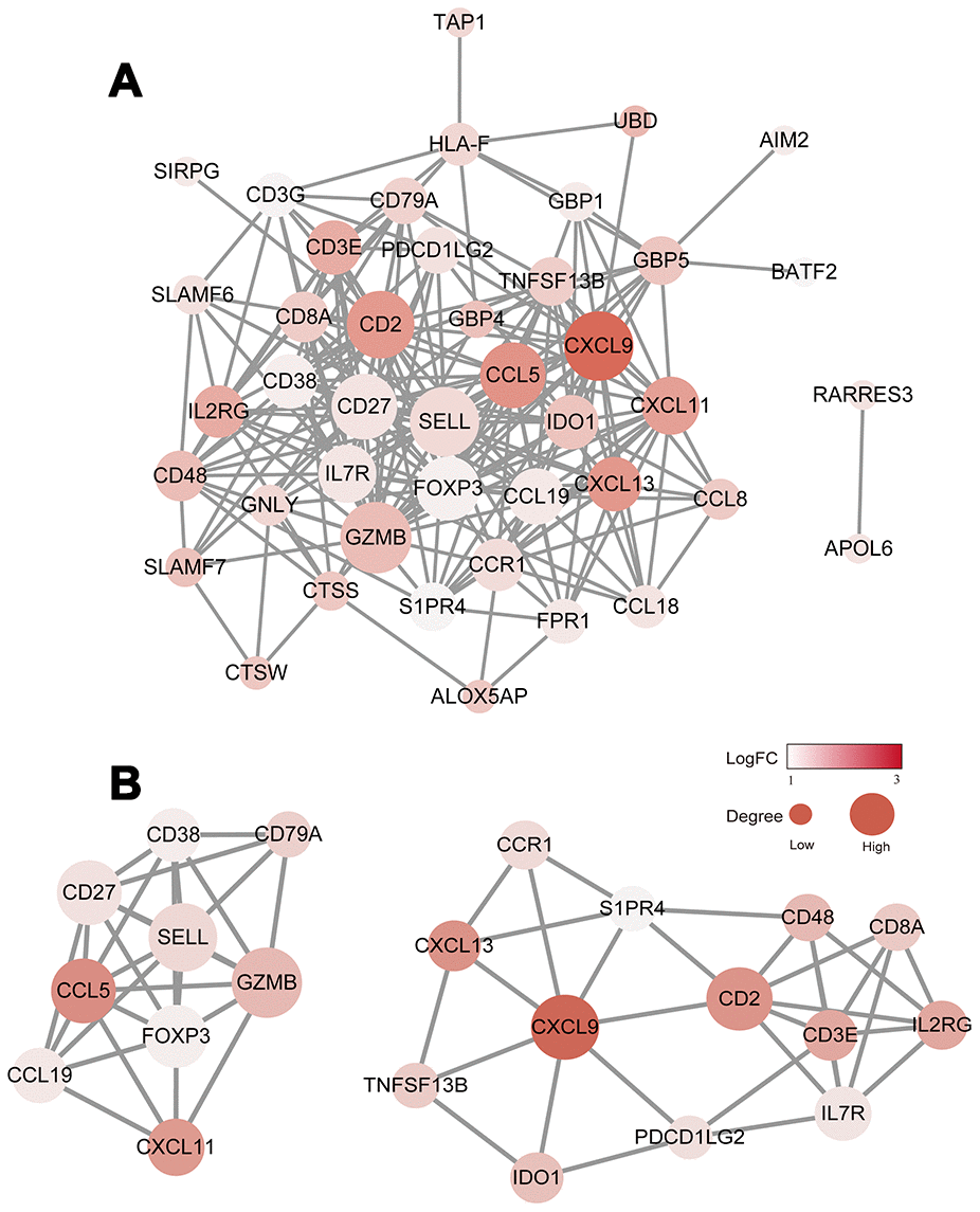 Construction of the PPI network for the 48 prognostic DEGs. (A) The PPI network was constructed using the 48 prognostic DEGs with the R software package STRINGdb. (B) MCODE was used to identify the main coregulated modules. The most significant module is indicated in two closely related subgroups.
