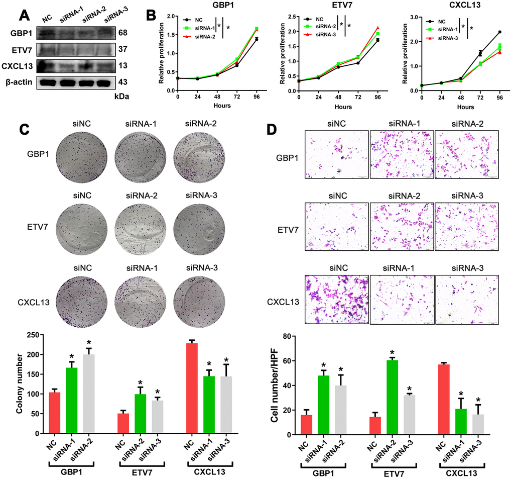 In vitro assessment of GBP1, ETV7 and CXCL13. (A) The protein levels of GBP1, ETV7 and CXCL13 were measured by western blotting in A2780 cells transfected with siRNAs. (B) CCK-8 assays were performed to evaluate the proliferation of GBP1-, ETV7- and CXCL13-knockdown cells. (C) The colony-forming ability of A2780 cells was assessed to determine the effects of GBP1, ETV7 or CXCL13 downregulation on cell growth. (D) The invasion potential of cells was assessed using a Transwell assay. The scale bar represents 100 μm. NC: negative control. * indicates p