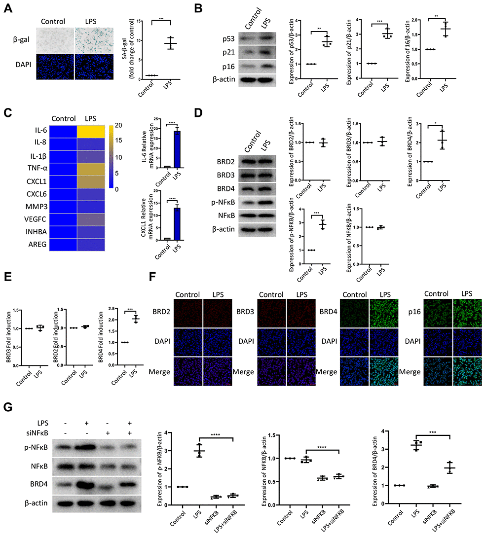 LPS promotes senescence of macrophages with increased expression of BRD4 via NFκB pathway activation. Cultures of THP-1 monocyte-derived macrophages were prepared and lipopolysaccharide (LPS, 1 μg·ml−1) was used to induce senescence. (A) Senescent THP-1 monocyte-derived macrophages induced by LPS were detected by senescence-associated β-galactosidase staining (SA-β-Gal staining). Scale bar, 50 μm. The quantification of the SA-β-gal positive cells is presented in the scatter plot. (B) Representative western blot and statistical data showing the protein levels of senescence markers p53, p21, and p16, with or without LPS. Actin was used as the loading control. (C) Real-time polymerase chain reaction (RT-PCR) was used to assess the expression of senescence-associated secretory phenotype (SASP) genes. (D) BRD2, BRD3, BRD4, pNF-kB and NF-kB levels were evaluated by western blotting. Actin was used for normalization. (E) mRNA levels of BRD2, BRD3, and BRD4 in THP-1 macrophages with or without LPS. (F) Immunofluorescence analysis of THP-1 macrophages with or without LPS stained for BRD2 (red), BRD3 (red), BRD4 (green), p16 (green), and Nuclei (DAPI, blue) were analyzed by confocal microscopy. (G) THP-1 macrophages were transfected with NF-κB-specific siRNA, followed by 1μg/ml LPS stimulation for 24 hours. Western blotting analysis and quantification of pNF-κB, NF-κB and BRD4 protein expression in THP-1 macrophages. Actin was used for normalization. The data all represent measurement data presented as the mean ± SD. The two groups were statistically analyzed using independent sample t-test. The experiment was repeated three times. Significant differences among the different groups are indicated as *p p p 