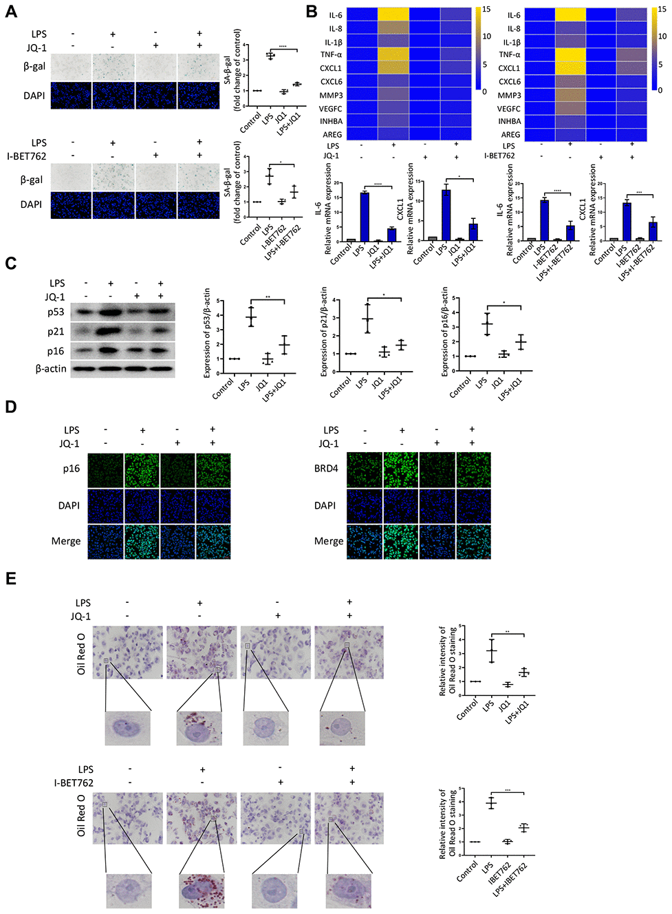 BRD4 is a novel target for the prevention of macrophage senescence. THP-1 macrophages were incubated with or without LPS. The cells were then treated with the inhibitors JQ-1 or I-BET762. (A) SA-β-gal staining was performed and quantified. (B) The mRNA levels of the relative expression of SASP genes are shown in the cluster heatmaps. The histogram on the right shows the exact mRNA levels of IL-6 and CXCL1. (C) The protein levels of the senescence markers p53, p21, and p16 were evaluated by western blotting. (D) The immunofluorescence of THP-1 cells stained for p16 (green), BRD4 (green), and DAPI (blue) was observed by confocal microscopy. (E) Representative ORO staining and statistical data were used to analyze the lipid accumulation of THP-1 macrophages. The data all represent measurement data presented as the mean ± SD. The different groups were statistically analyzed using one-way ANOVA. Significant differences among the different groups are indicated as *p p p p 