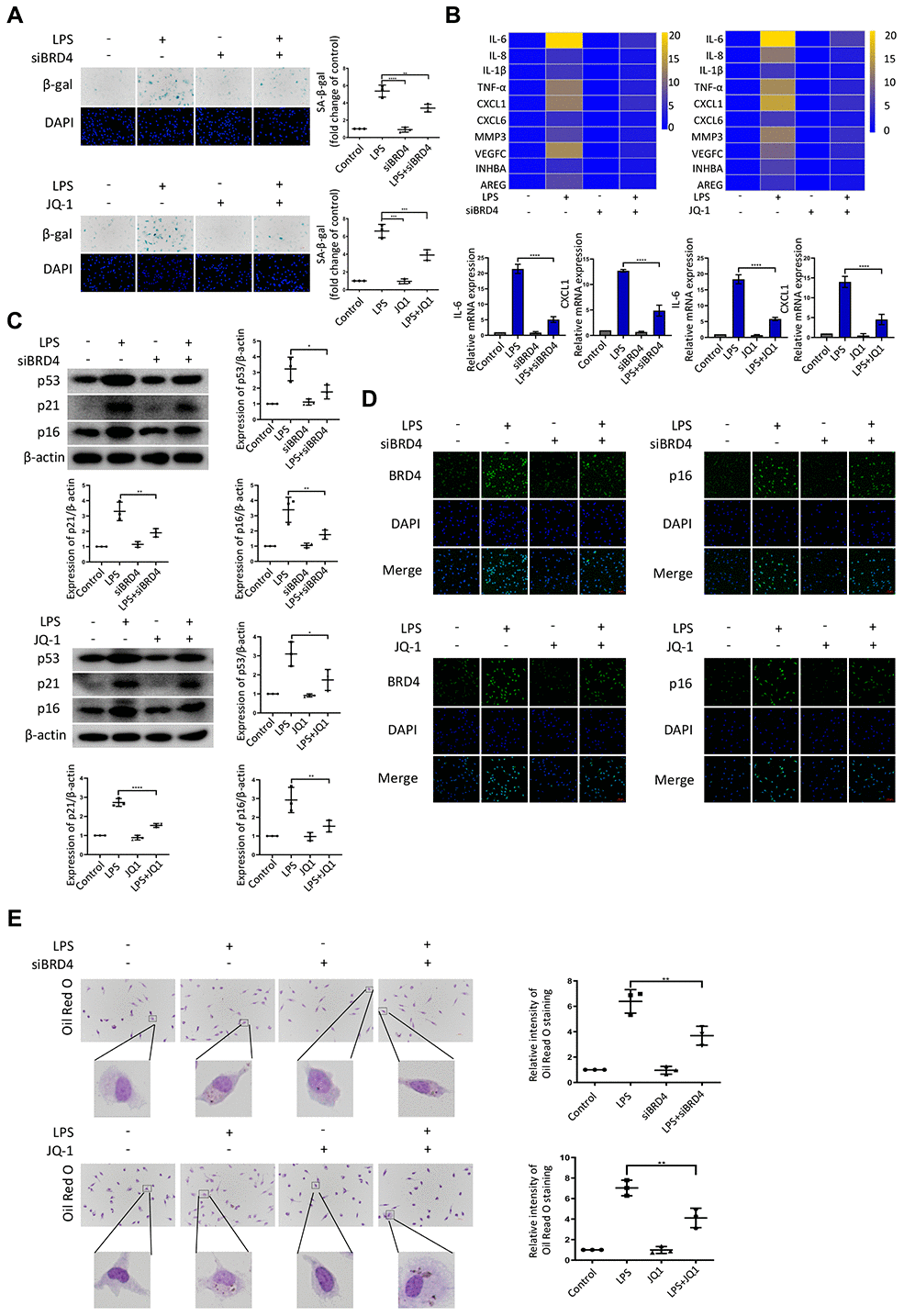 BRD4 is indispensable for LPS-induced peritoneal macrophage senescence in mice. Peritoneal macrophages from wild type mice were treated with BRD4-specific siRNA or the BRD4 inhibitor JQ-1 for 24 h, followed by LPS stimulation for 24 h. (A) Representative SA-β-gal and DAPI counterstaining of peritoneal macrophages from C57BL6 mice and quantitative analysis of positive cells. Scale bar, 50 μm. (B) Cluster heatmaps of SASP transcription levels and scatter plots of representative differentially expressed IL-6 and CXCL1 by qRT-PCR analysis. (C) Western blot analysis and quantification of the expression of the senescence-related markers p53, p21, and p16. (D) Immunofluorescence measurements of BRD4 and p16 examined by confocal microscopy. Scale bar, 50 μm. (E) The lipid accumulation was measured by representative Oil Red O staining. The number of positive results was counted. The data all represent measurement data presented as the mean ± SD. Statistical analysis was performed for the comparison of multiple groups using one-way ANOVA, followed by Tukey’s post-hoc test. The experiment was repeated three times. *p p p p 