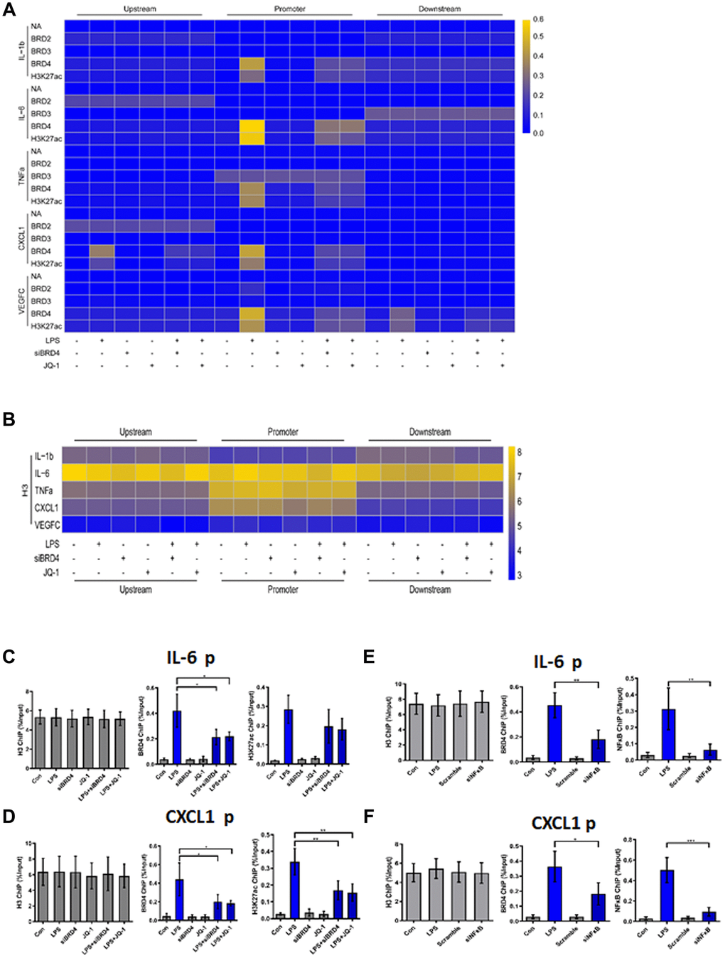 BRD4 is essential for maintaining the chromatin environment for LPS-induced macrophage senescence. (A) To demonstrate the binding of the indicated proteins to the target genes in THP-1 macrophages, a heatmap was generated using the ChIP-qPCR values. ChIP-qPCR enrichments of no-antibody control (NA) BRD2, BRD3, BRD4, H3K27ac, and H3 using primers spanning –1 kb to +1 kb of the indicated SASP genes were arrayed from blue (no enrichment) to yellow (maximal enrichment). (B) The control H3 protein co-precipitated evenly with the ChIP targets. A heatmap was generated using the ChIP-qPCR values for histone H3 between –1 kb and +1 kb of the indicated genes. No significant changes were observed in H3 enrichment for the listed genes in each treatment group. P-values were determined using one-way ANOVA. (C, D) The representative ChIP-qPCR values for the IL-6 and CXCL1 genes selected from the experiments. (E, F) Representative ChIP-qPCR values for the IL-6 and CXCL1 genes selected from experiments with different treatments. The horizontal dotted line indicates the upper limit of the 95% confidence interval of the signal from no-antibody (NA) ChIP. Values are presented as the mean ± SEM of three independent experiments. *p 