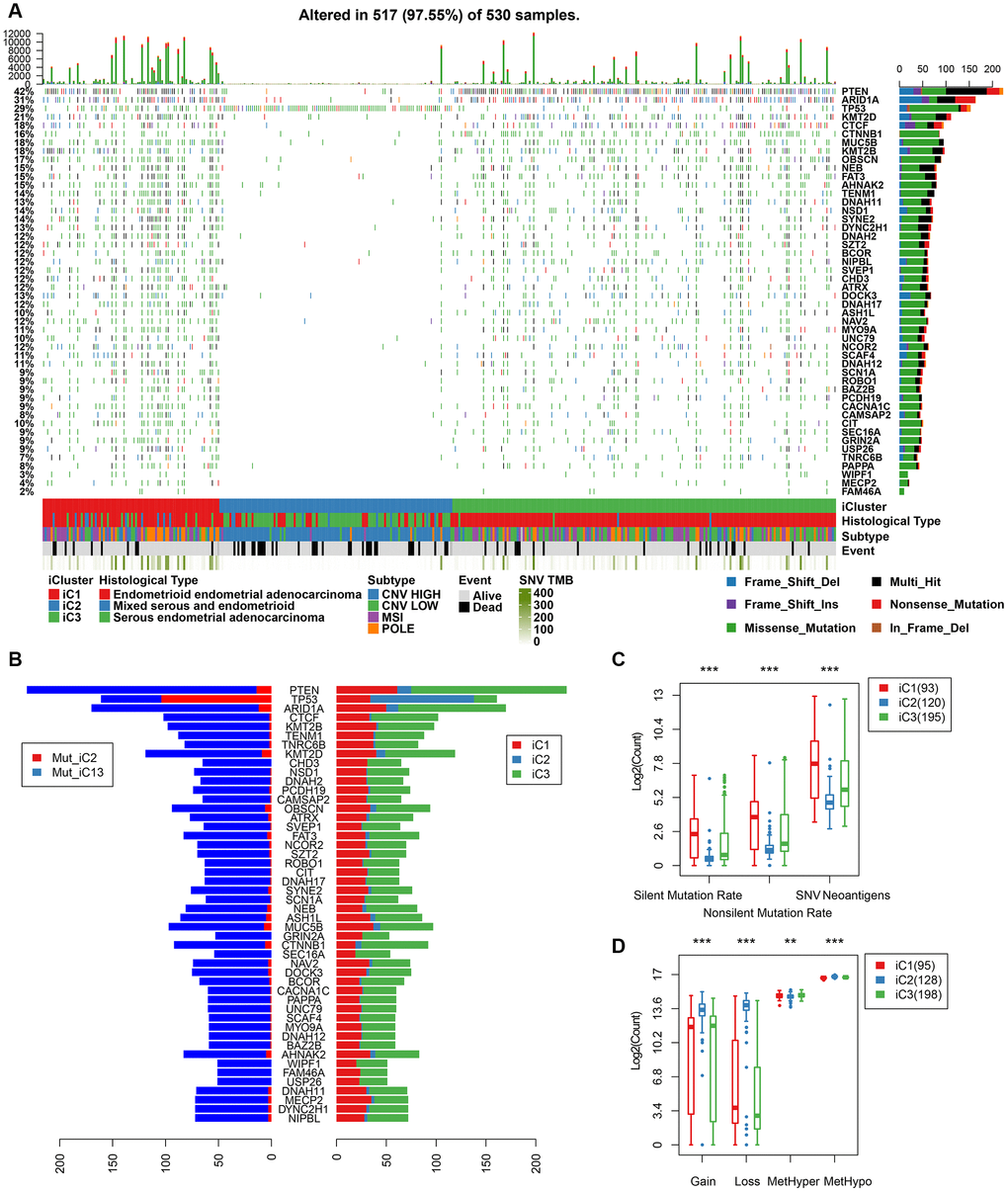 (A) Profiles of significant mutations in 48 genes across iC subtypes. (B) Distribution pattern of mutation number of the 48 genes with significant mutations. (C) Distribution of silent/nonsilent and neoantigens among iC subtypes. (D) Distribution of CNV Gain/Loss and methylated MetHyper/MetHypo among iC subtypes.