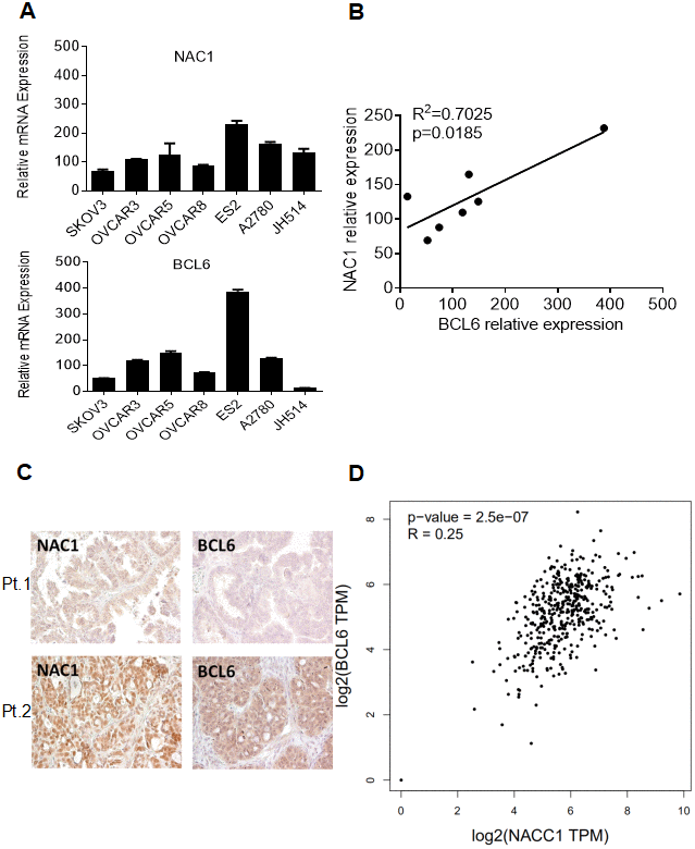 Co-expression of NAC1 and BCL6. (A) qPCR was performed on a panel of cell lines to detect the levels of NAC1 and BCL6 mRNA. (B) Correlation analysis between NAC1 and BCL6. (C) Immunohistochemistry analysis was performed to detect the protein expression levels of BCL6 and NAC1 in serous high-grade ovarian carcinoma tissues. Two patients results were shown as examples. (D) The co-expression of NAC1 and BCL6 was verified using the TCGA datasets.