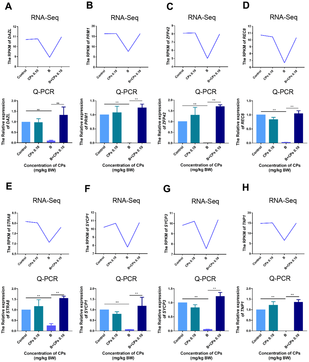 The expression of important genes in spermatogenesis by RNA-seq, and confirmed by q-RT-PCR. (A) DAZL; (B) PRM1; (C) ZFP42; (D) REC8; (E) STRA8; (F) SYCP1; (G) SYCP3; and (H) TNP1. The results are presented as mean ± SEM, **P 